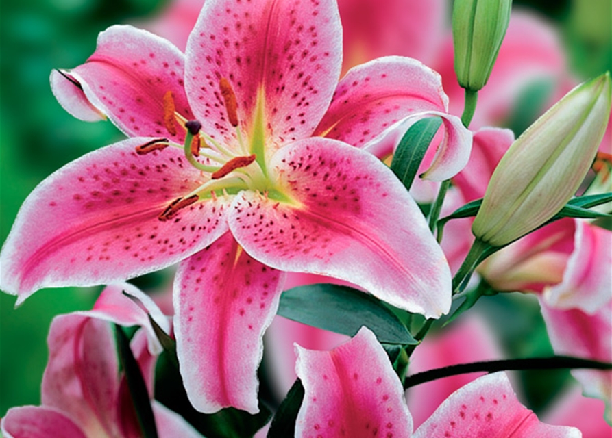 Orientalische Lilien, Grün erleben, Blumenzwiebeln grün erleben Baumer
