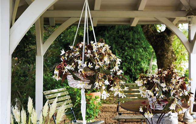 pdj_2025_begonie_ampel_pergola_quer_quelle_katrin_winner.jpg