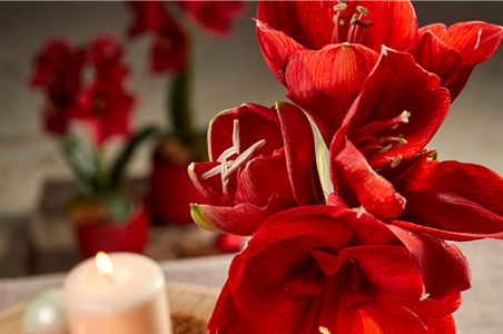 AMARYLLIS