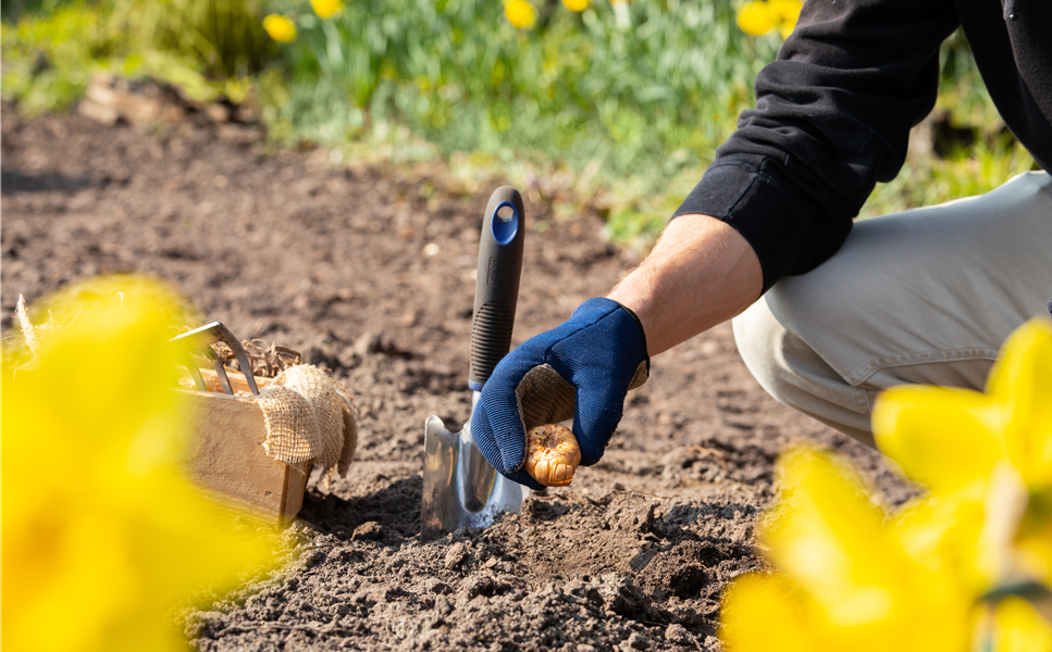 Blumenzwiebel für den Frühling - Pflanz dir Freude