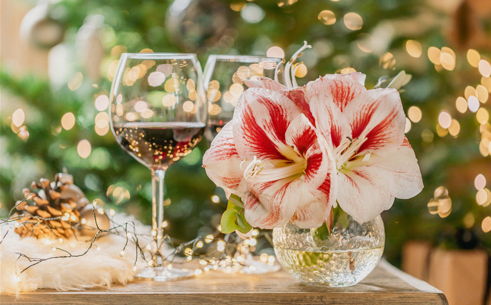 Dekowunder Amaryllis - Prachtvolle Blüten