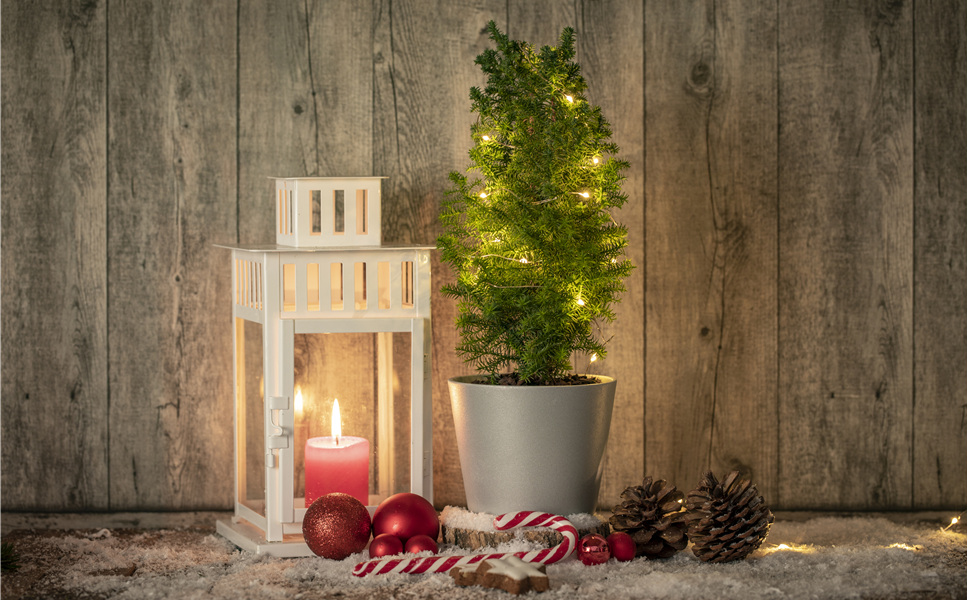 Beleuchtung macht's! - Lichtblicke im Winter-Garten