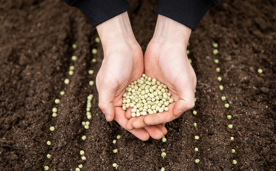 Ab ins neue Gartenjahr! - Aussaat, die aufgeht