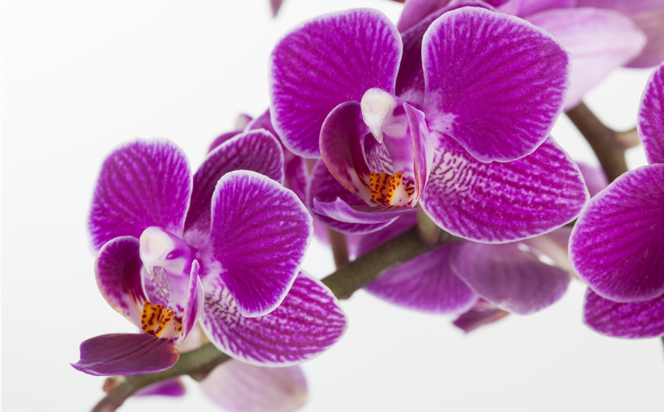 Die Lieblings-Zimmerpflanze - Orchideen