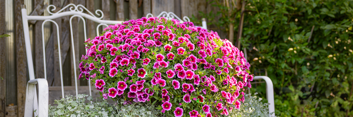 Bayerische Pflanze des Jahres