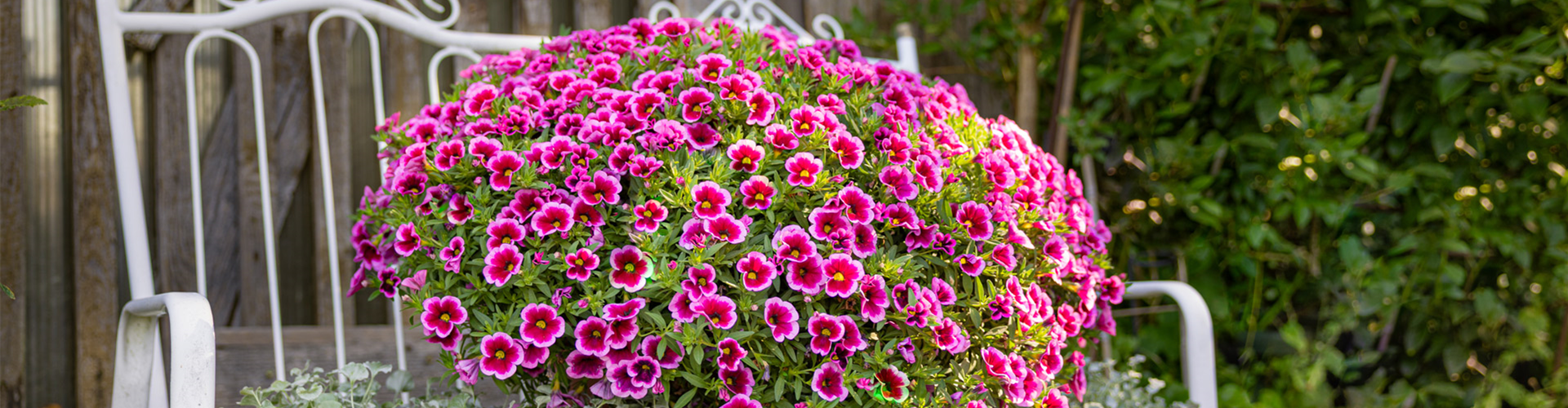 Bayerische Pflanze des Jahres