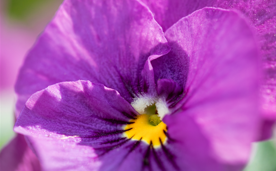 Pflegeleicht aber wunderschön - Stiefmütterchen und Hornveilchen