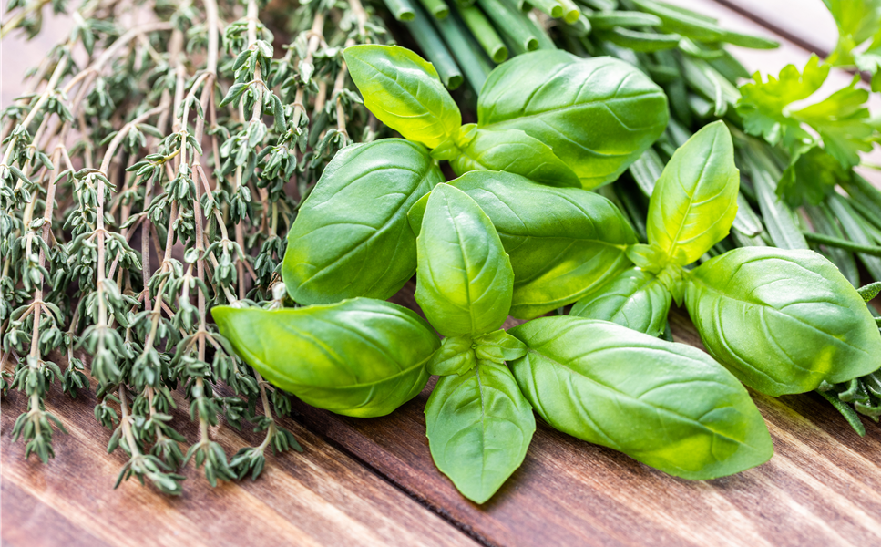 Schnittlauch und Co. - Frische Kräuter