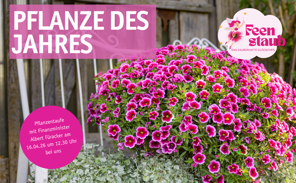 Feenstaub - Pflanze des Jahres