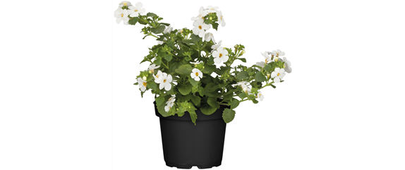 SOMMERLICHE BLÜTENPRACHT!