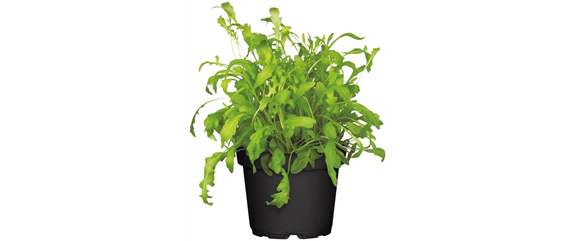 URLAUBSGEFÜHLE ZUHAUSE! 