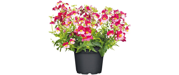 URLAUB AUF DEM BALKON! 