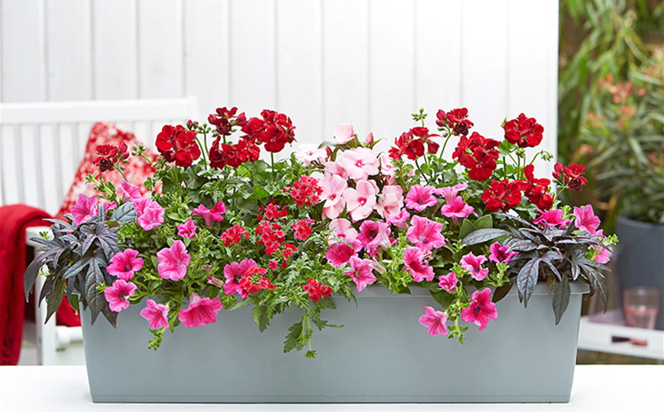 Leuchtend bunt oder Ton in Ton? - Balkonkasten Trends