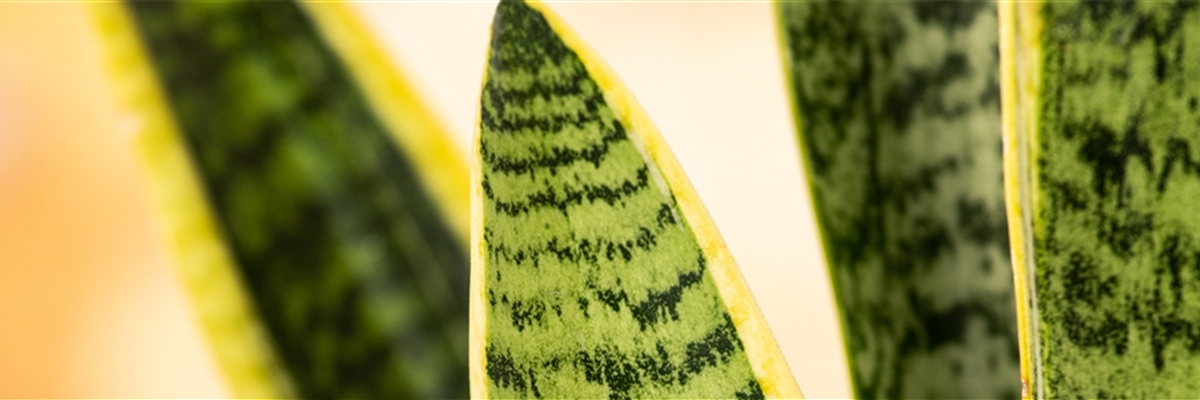 Sansevieria trifasciata