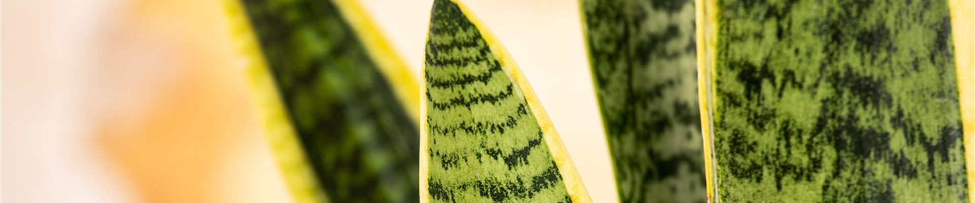 Sansevieria trifasciata