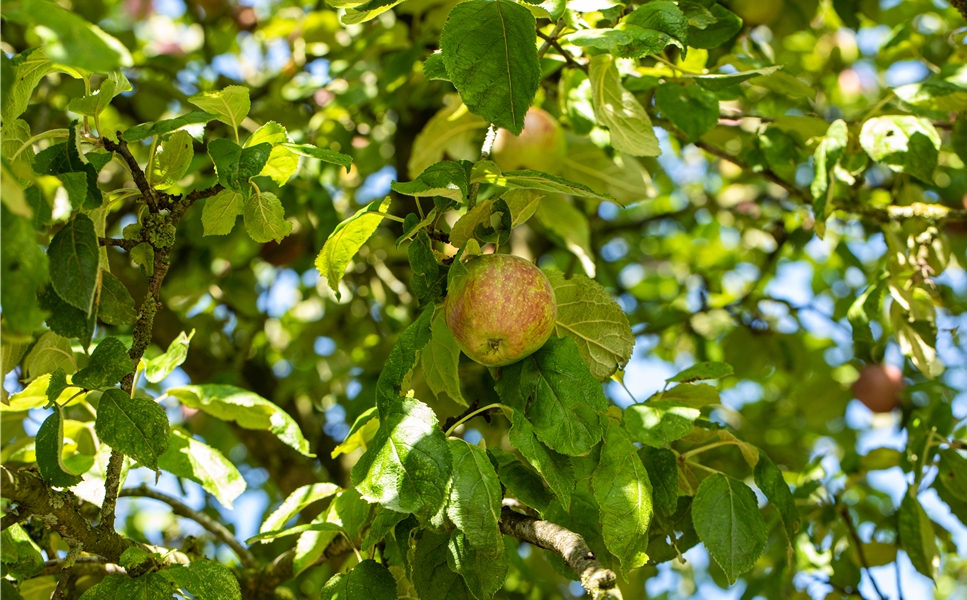 Gesundheit zum Pflücken - Streuobstwiese