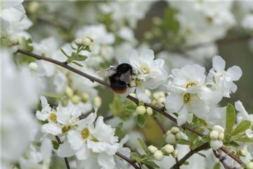 TOP 5 INSEKTENFREUNDLICHE PFLANZEN!