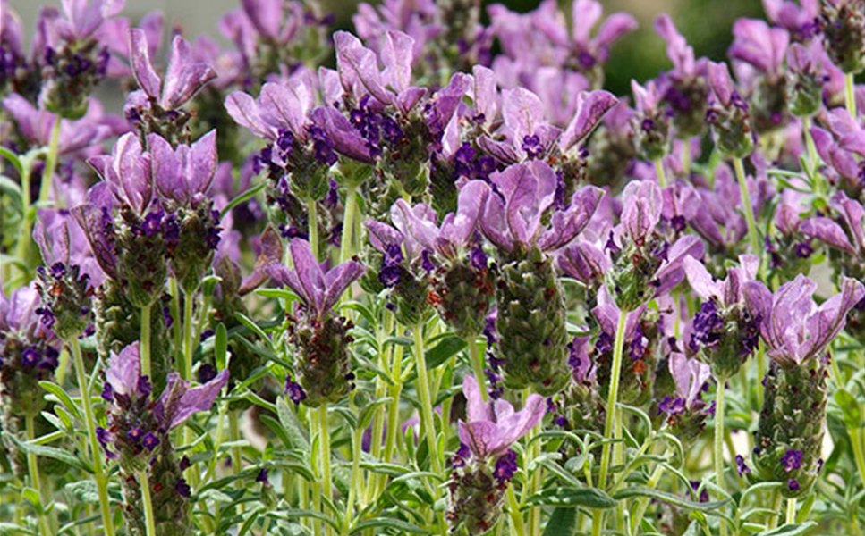 Bienenfreundlich und wunderschön - Schopflavendel