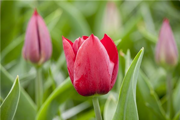 SCHöNSTES FRüHLINGSQUARTETT