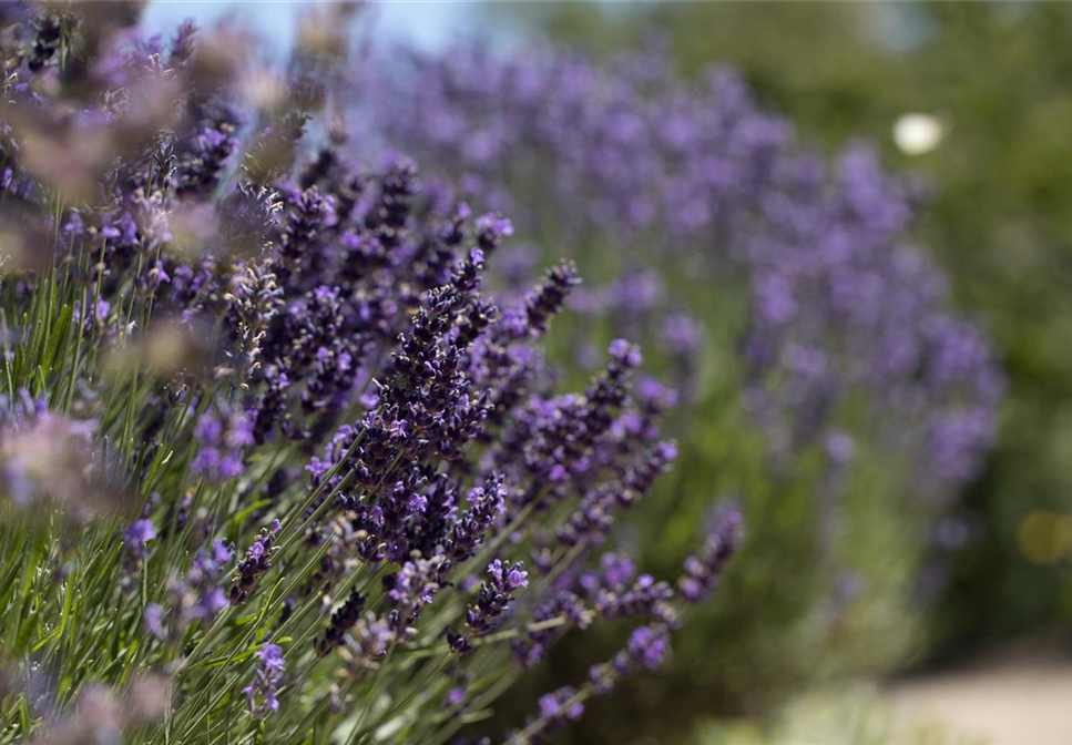 AROMATISCHE PFLANZIDEEN AROMATISCHE PFLANZIDEEN