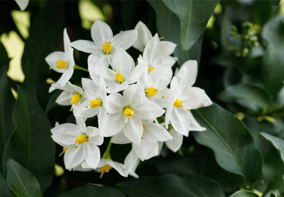 WEISSE PFLANZIDEEN WEISSE PFLANZIDEEN
