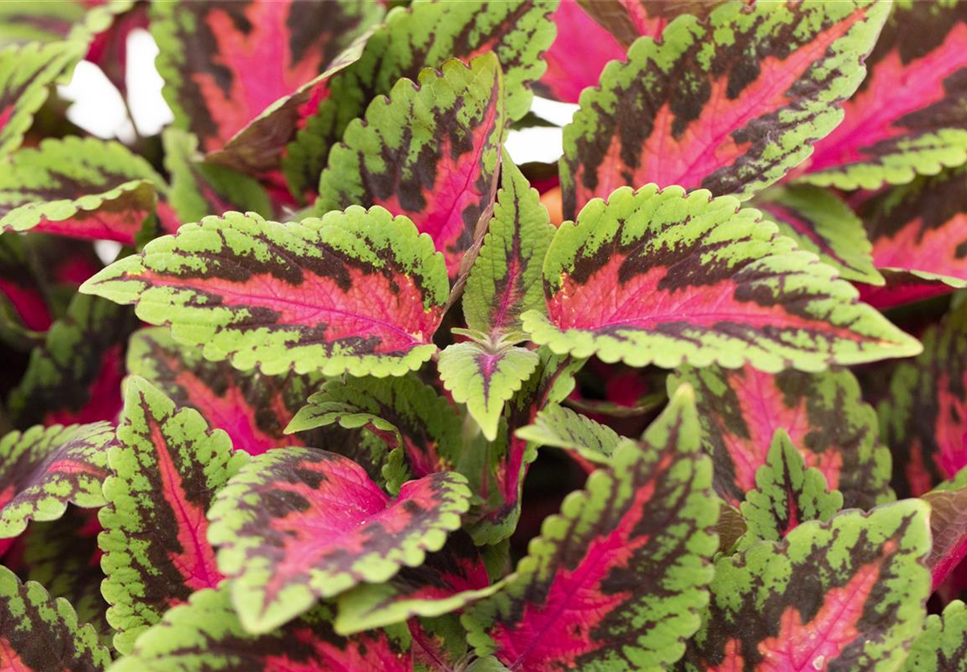 ROSA-PINKE PFLANZIDEEN ROSA-PINKE PFLANZIDEEN