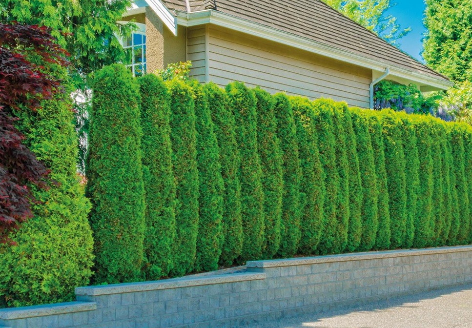 SCHICKE HECKE! SCHICKE HECKE!