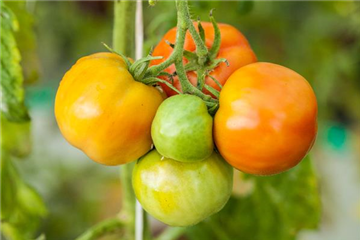 WIE GEHT... OMA'S SUPERFOOD?