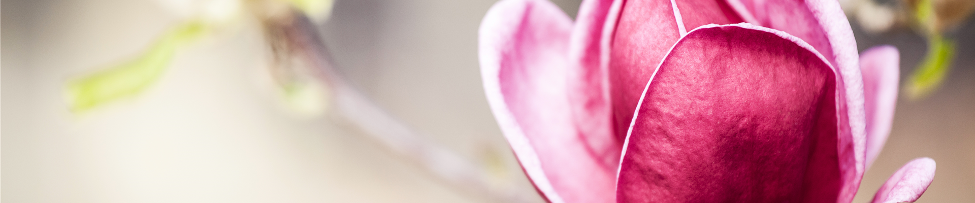 Magnolia 'Genie'®