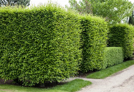 Heckenpflanzen