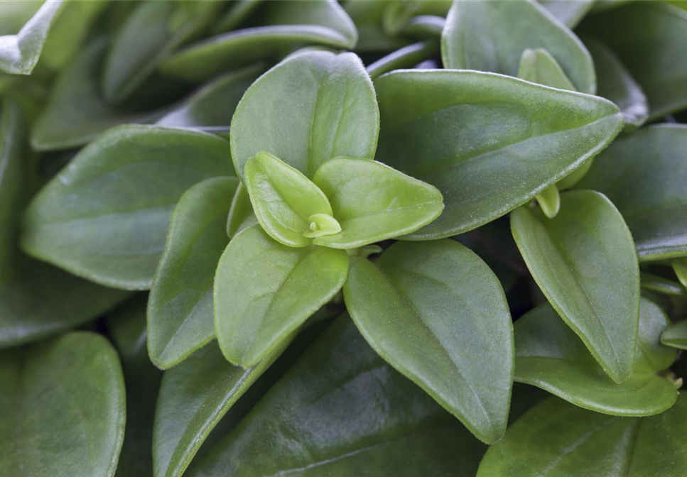 TOP 5 BÜROPFLANZEN! TOP 5 BÜROPFLANZEN!