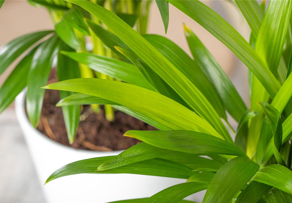 ZIMMERPFLANZEN FÜR GUTES RAUMKLIMA ZIMMERPFLANZEN FÜR GUTES RAUMKLIMA