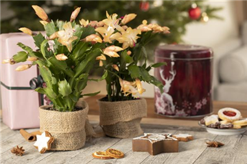 ZIMMERPFLANZEN FÜR DEIN ZUHAUSE