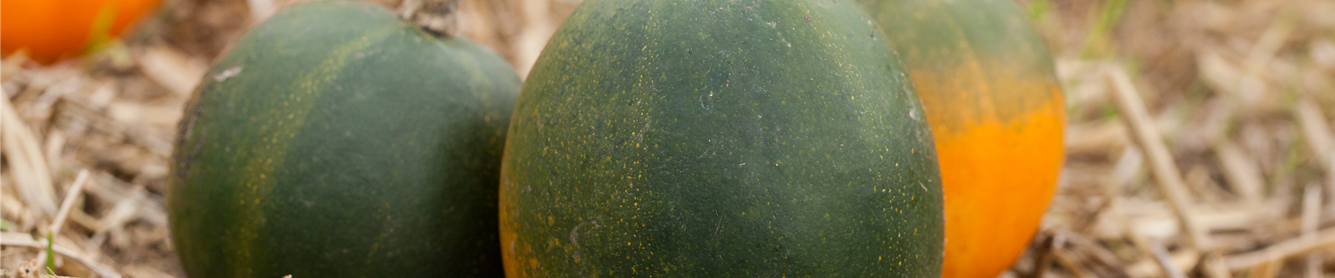 Cucurbita pepo