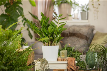 ZAMIOCULCAS - BESONDERS PFLEGELEICHT!