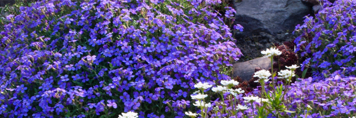 BLAUKISSEN