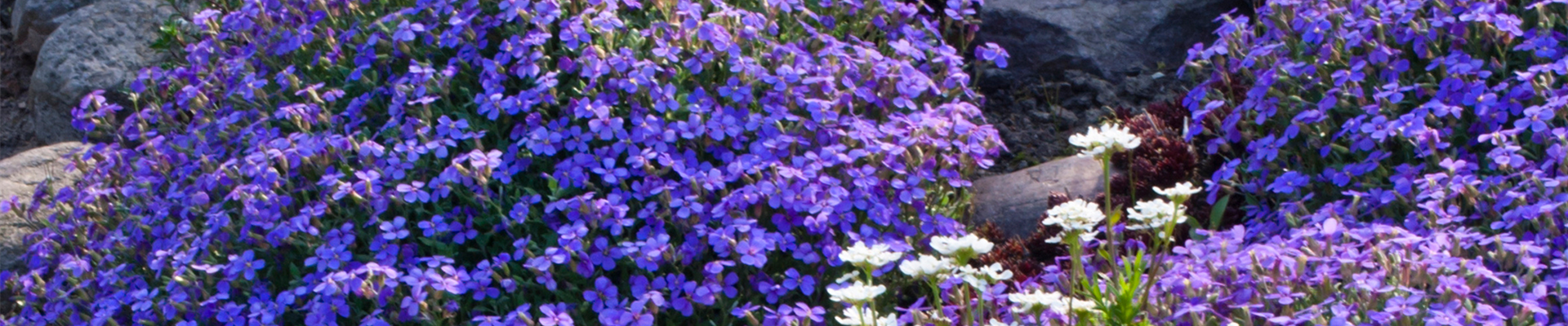BLAUKISSEN