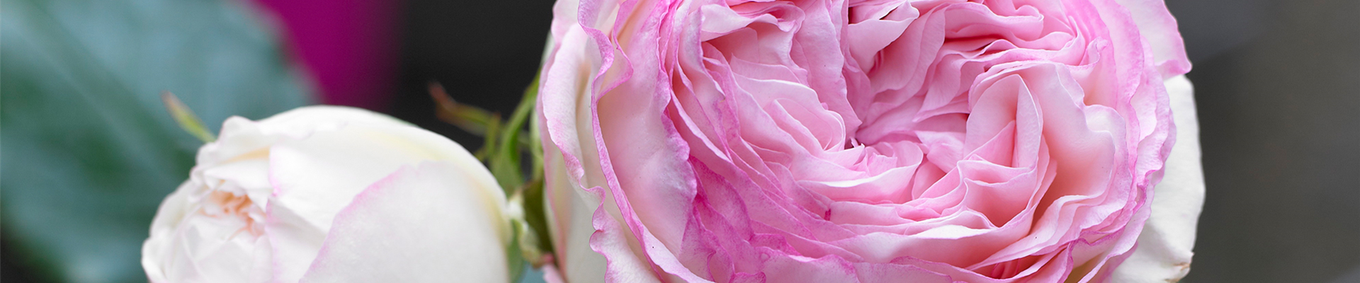 STRAUCHROSE 