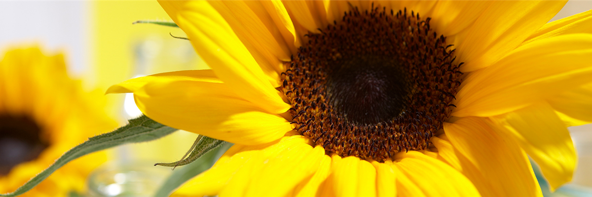 SONNENBLUME