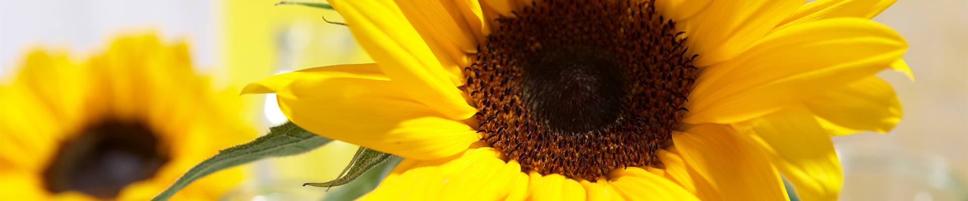 SONNENBLUME