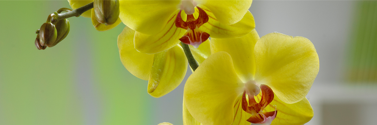 MALAIENBLUME