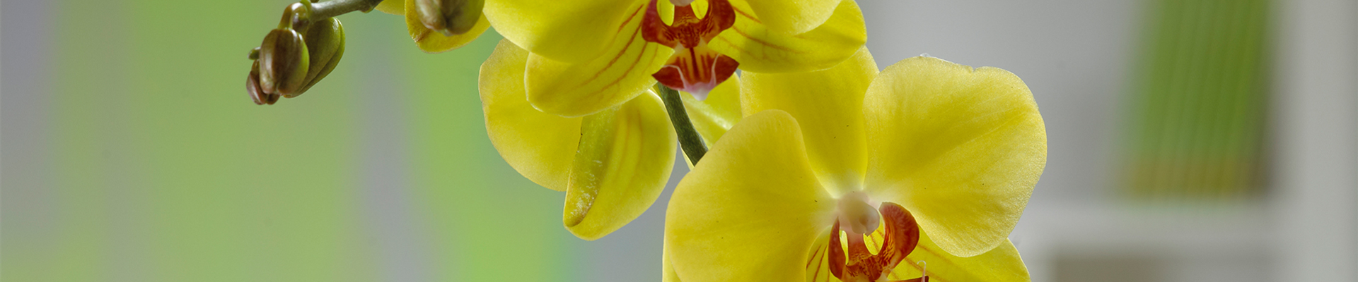 MALAIENBLUME