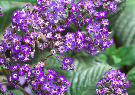 Vanilleblume