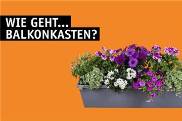 Wie geht...Balkonkasten?