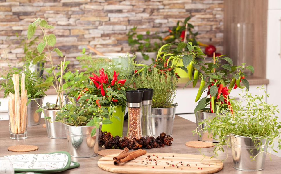 Nutzgarten - Kräuter bringen die richtige Würze