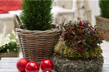 IMMERGRüNE OUTDOORSTARS