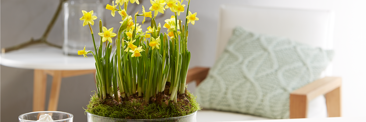 Beet- und Balkonpfanzen