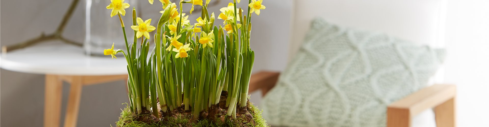 Beet- und Balkonpfanzen