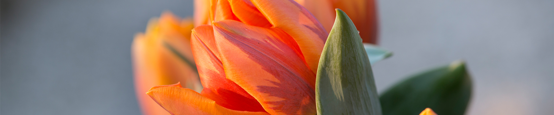 TULPE