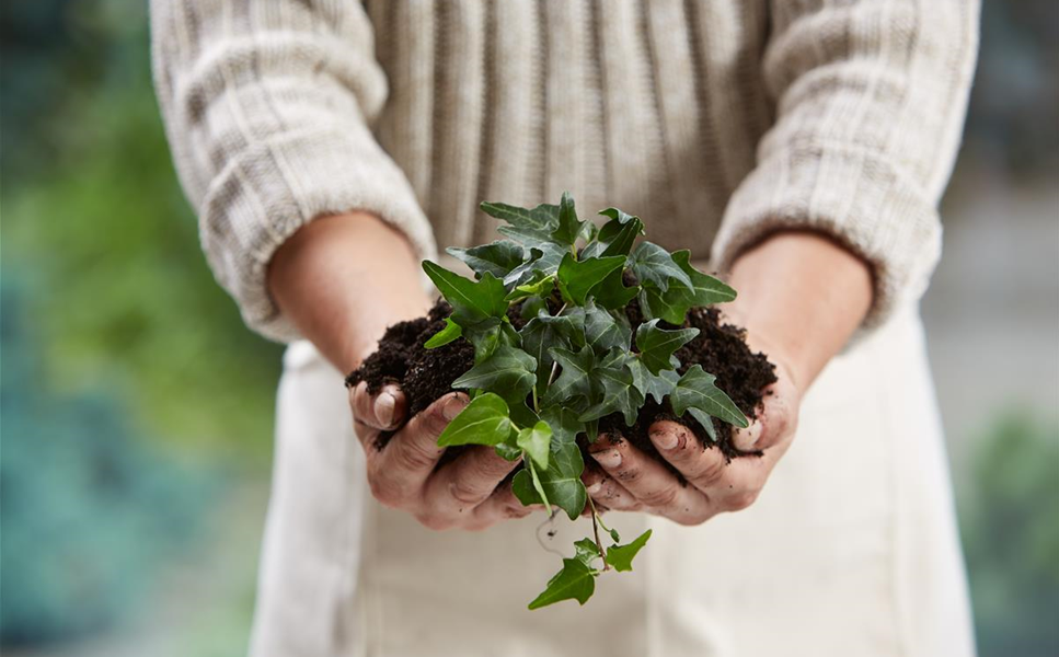 QUALITÄT DIE AUFGEHT - Vertrauen Sie auf unser Blüh- und Anwachsversprechen!